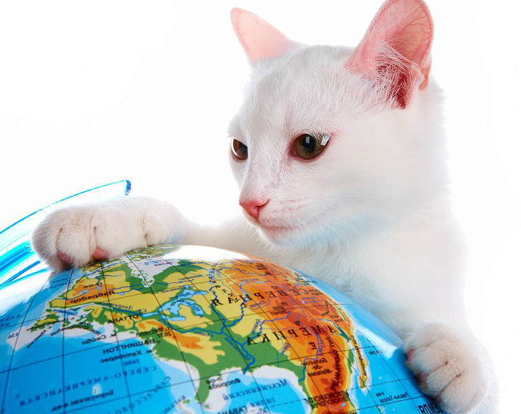 cat with globe